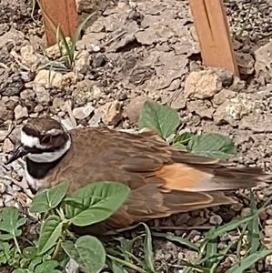 Meet your Posher, Bernys